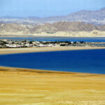 شہدکی بہترین اقسام کو نسی ،جو لذیذ اور بیماریوں کا علاج بھی