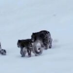 وزیرِ اعظم شہباز شریف نے انڈر 19 ٹیم کے ہر کھلاڑی کے لیے 1 کروڑ روپے انعام دینے کا اعلان کر دیا۔