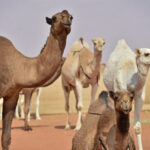 امریکہ کو ہجرت کے معاملے میں حضرت محمد ﷺ سے سبق لینا چاہیے،ظہران ممدانی کا خطاب وائرل