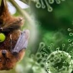 پی ایس ایل 11 ٹکٹ: قیمتیں، خریداری کا طریقہ اور مکمل گائیڈ