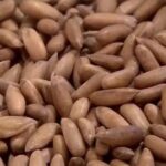 کرسٹیانو رونالڈو النصر کلب کو کیوں چھوڑ رہے ہیں ؟