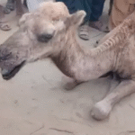 لانگ مارچ کے شرکا راولاکوٹ ڈھریک عید گاہ میں: دس سے بارہ ہزار موجود ،حکام
